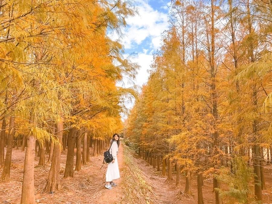 桃園落羽松秘境_楊梅落羽松秘境_her_elma23 桃園落羽松秘境_楊梅落羽松秘境_her_elma23
