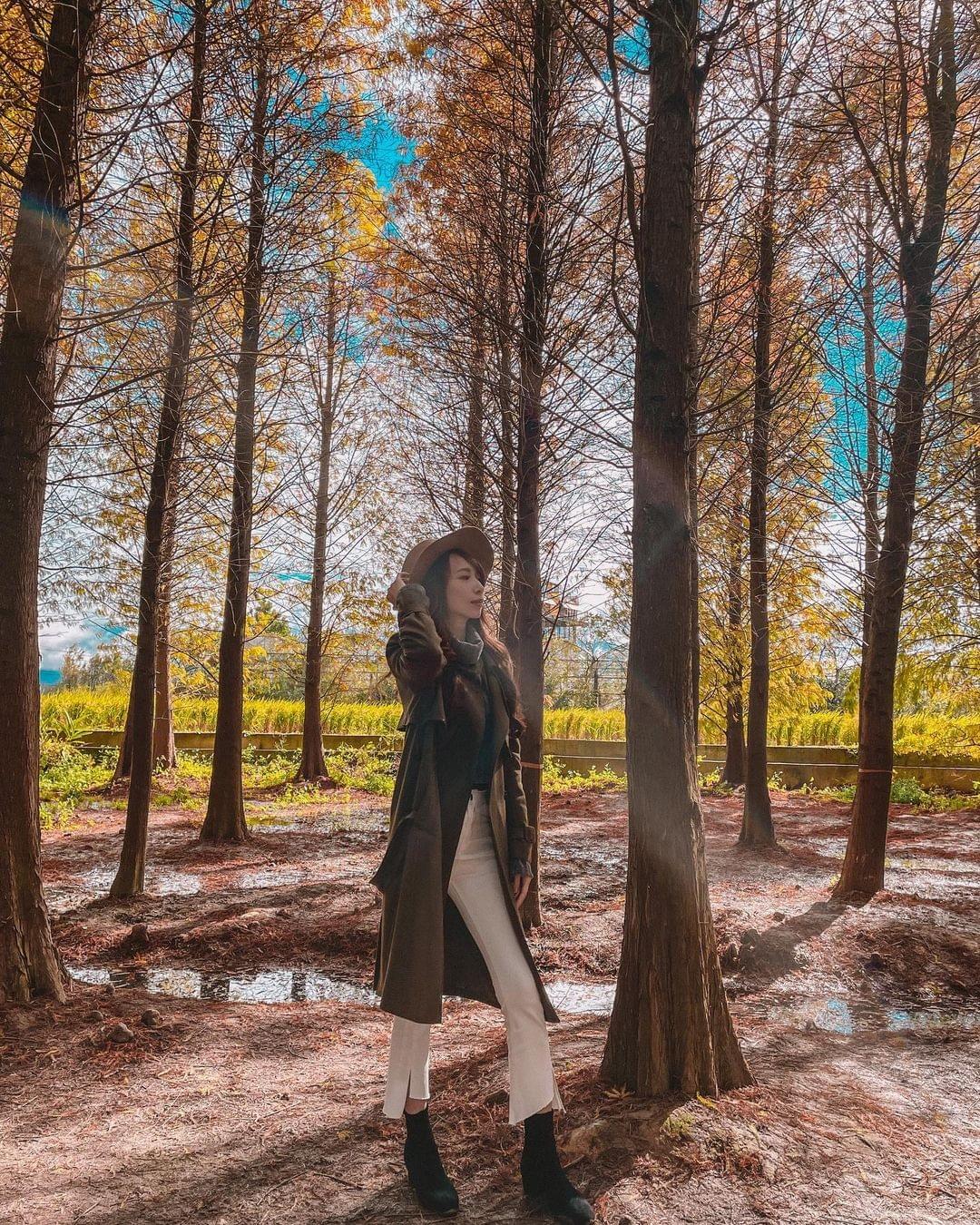 桃園落羽松秘境_八德落羽松秘境_ig@sweet_alvera 桃園落羽松秘境_八德落羽松秘境_ig@sweet_alvera