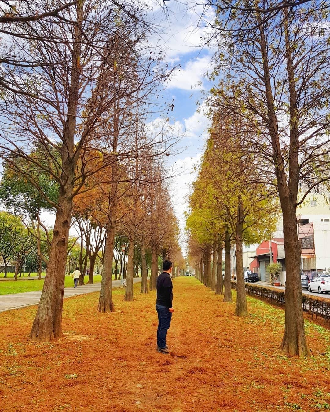桃園落羽松秘境_玉山公園落羽松秘境_chiebjason 桃園落羽松秘境_玉山公園落羽松秘境_chiebjason