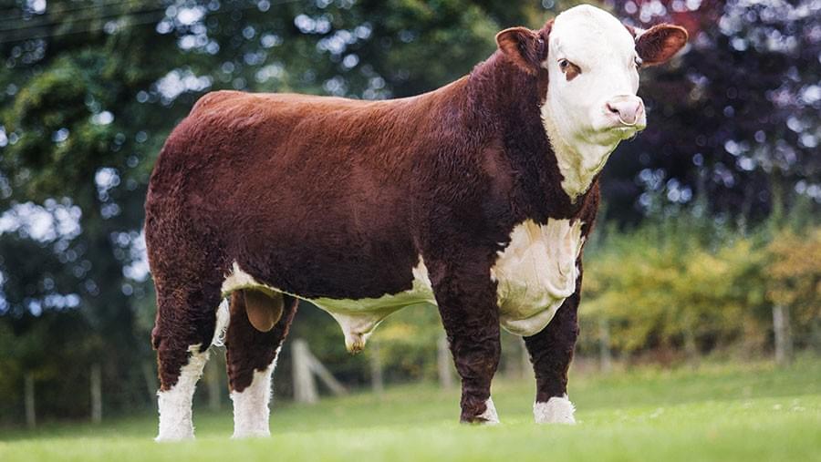 Coley 1 Pilot, Reserve Hereford Bull of the World 2019 Coley 1 Pilot, Reserve Hereford Bull of the World 2019