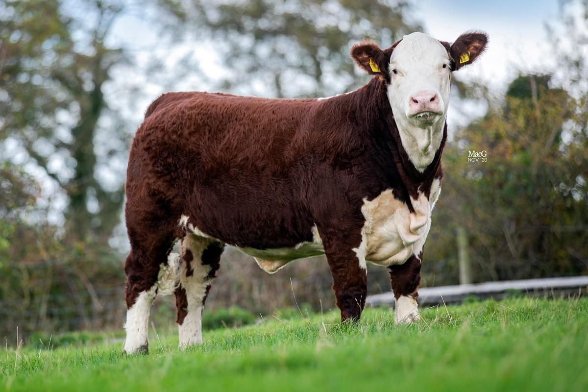 Lot 12 - Moorside 1 Jane 16th. Lot 12 - Moorside 1 Jane 16th.