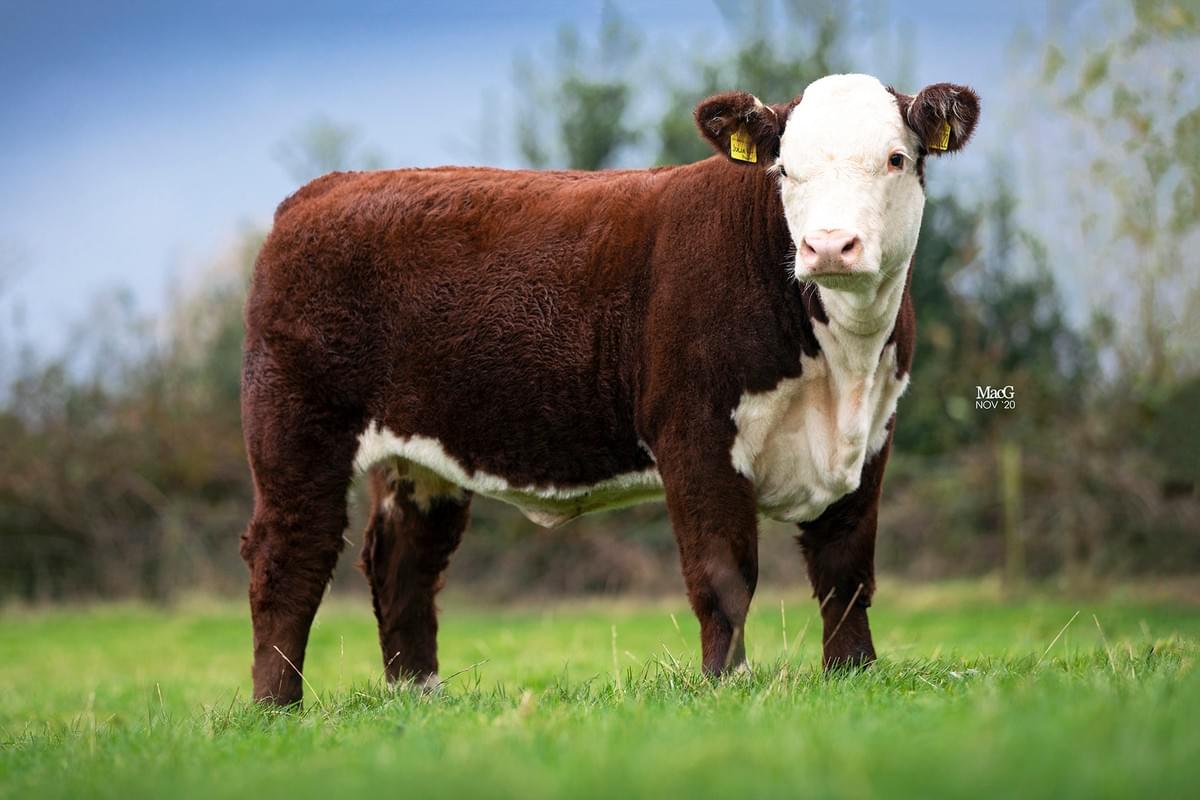 Moorside 1 Julia 4th DGS Lot 15 Moorside 1 Julia 4th DGS Lot 15
