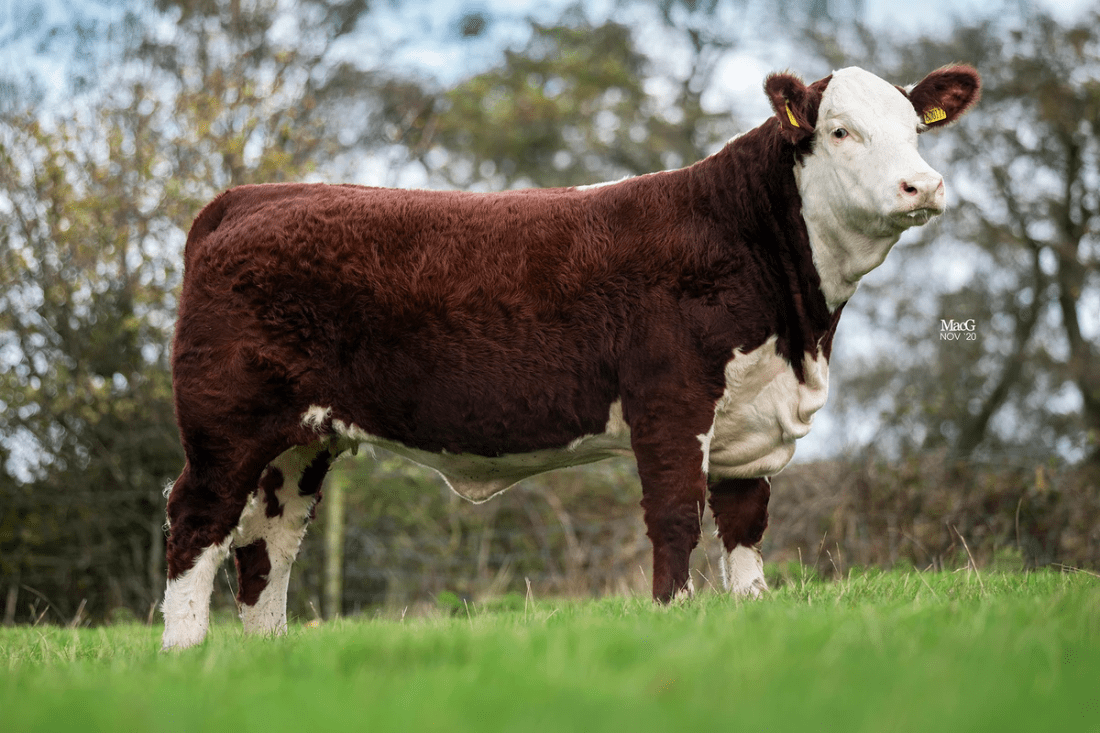 Lot 12 - Moorside 1 Jane 16th. Lot 12 - Moorside 1 Jane 16th.