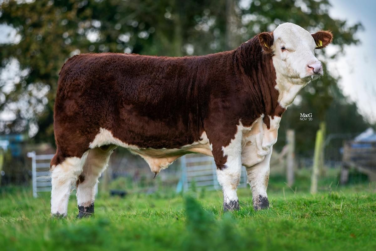 Moorside 1 Tomahawk Moorside 1 Tomahawk