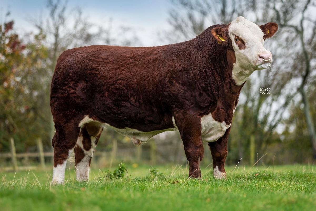 Moorside 1 Santana Hereford Bull Moorside 1 Santana Hereford Bull