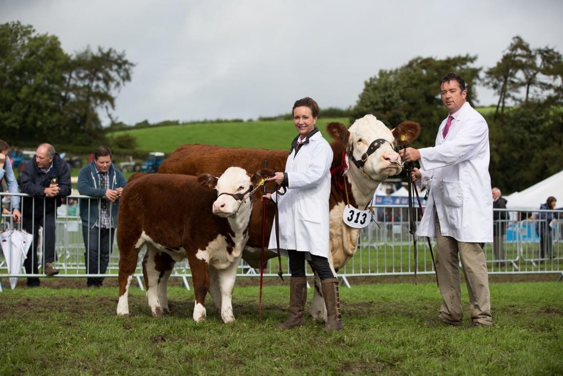 Jane 3rd and 9th. Breed Champion 2016 Westmorland Show (Very Wet!) Jane 3rd and 9th. Breed Champion 2016 Westmorland Show (Very Wet!)