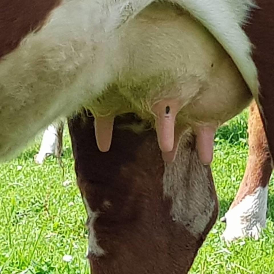 Dams awesome udder! Dams awesome udder!