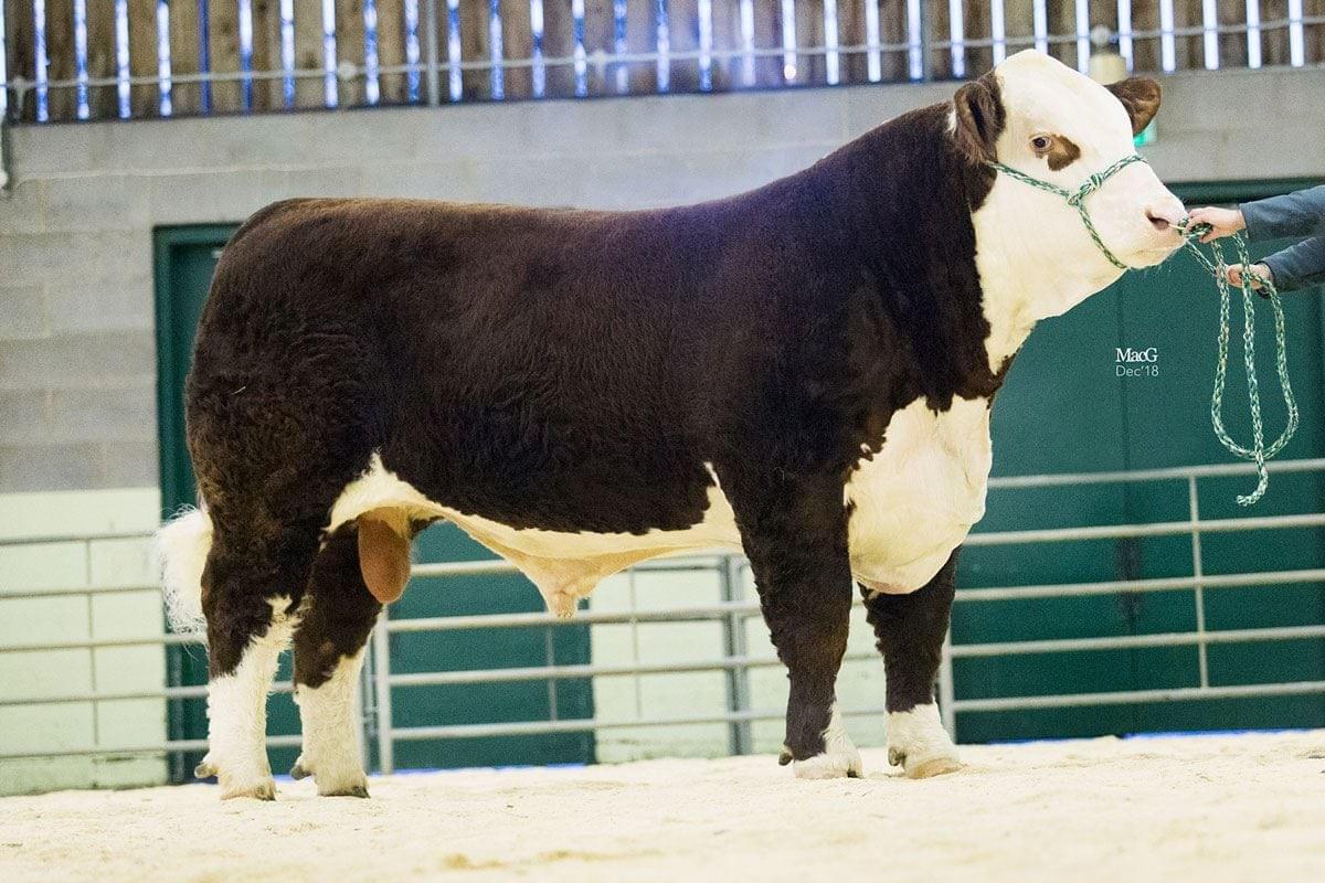 Coley 1 Pilot, Reserve Hereford Bull of the World 2019 Coley 1 Pilot, Reserve Hereford Bull of the World 2019