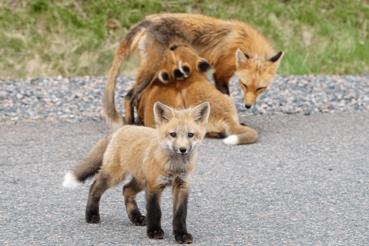 (Mother Fox and Kits on the road in Cumberland county, NS. Photo courtesy of Shawn Chapman. May 2020) (Mother Fox and Kits on the road in Cumberland county, NS. Photo courtesy of Shawn Chapman. May 2020)