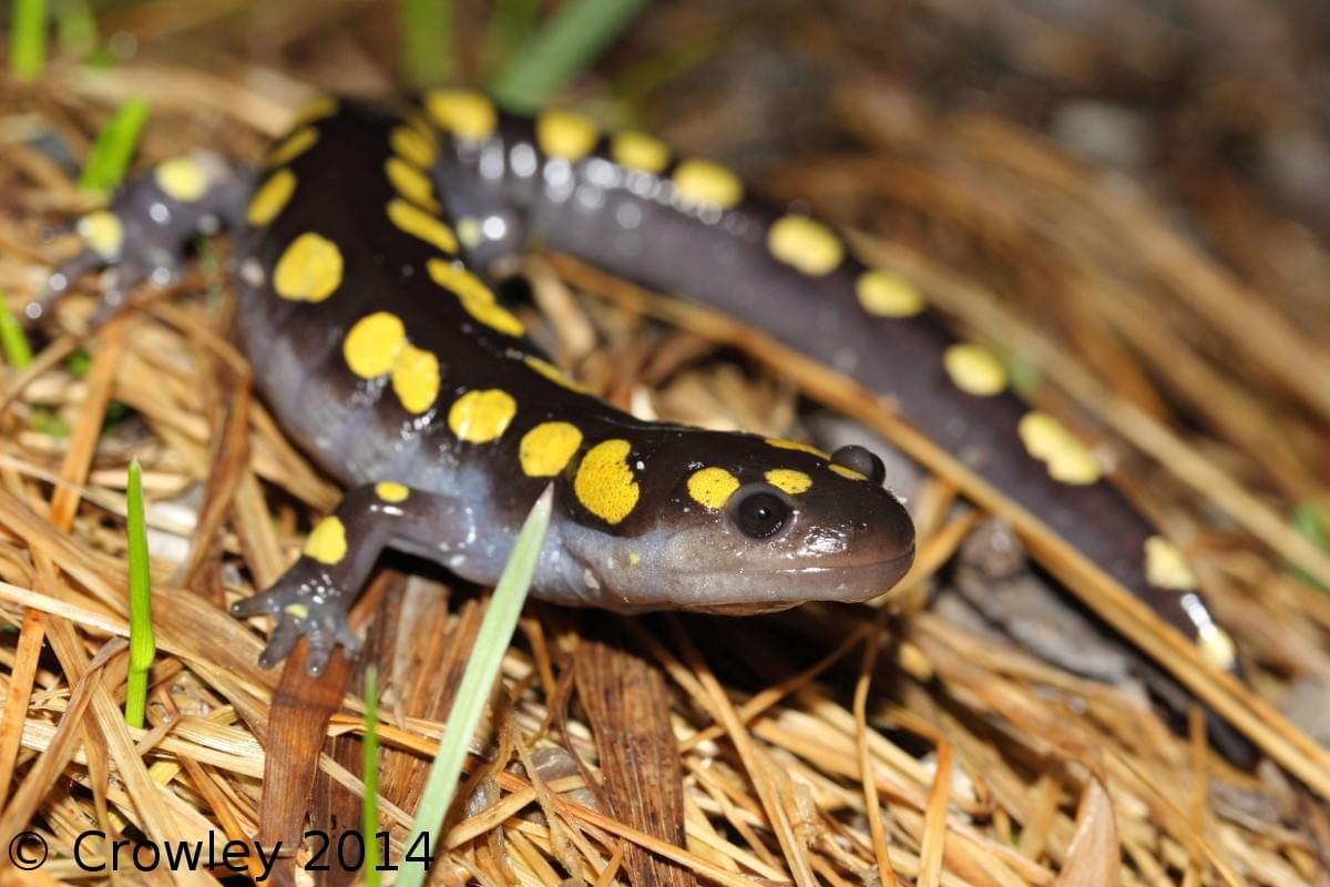 (Spotted Salamander. Photo Courtesy of Crowley. 2014) (Spotted Salamander. Photo Courtesy of Crowley. 2014)