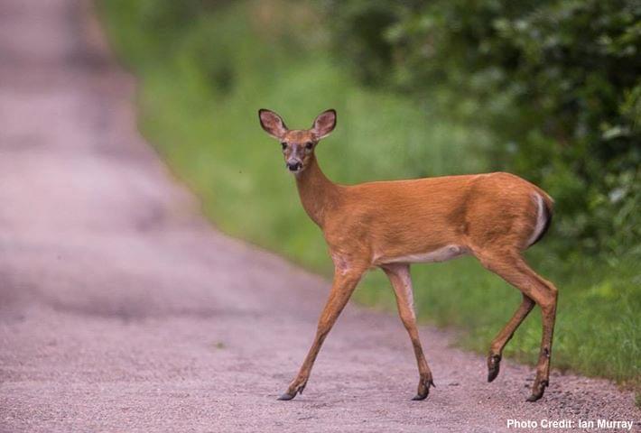 Deer slowly crosses a dirt road. Photo courtesy of Ian Murray of Wallace River Photography. Deer slowly crosses a dirt road. Photo courtesy of Ian Murray of Wallace River Photography.