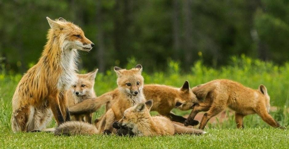 Ian Murray Fox Photo Ian Murray Fox Photo