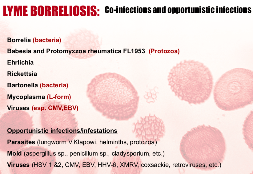 Lyne infection and coinfection Lyne infection and coinfection