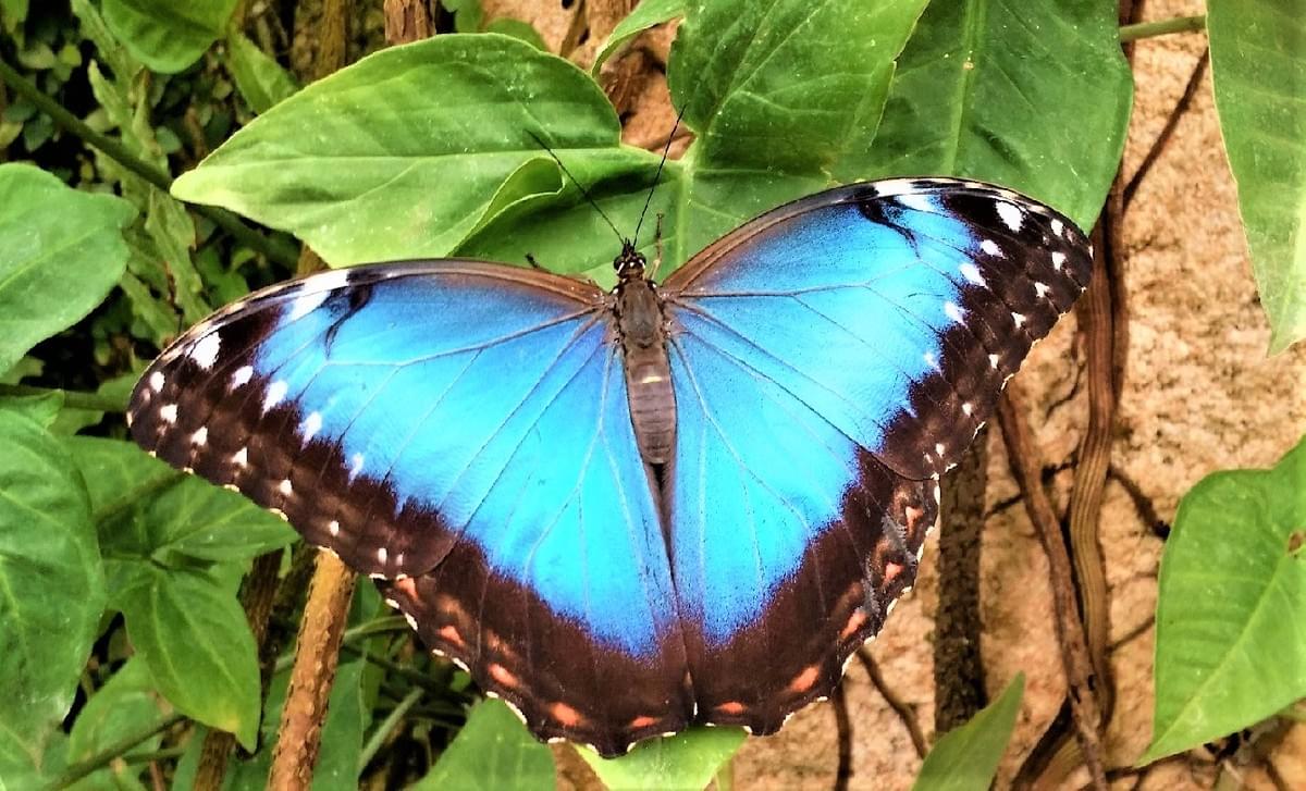 Activités à Malaga avec des enfants - Visite du parc des papillons Activités à Malaga avec des enfants - Visite du parc des papillons