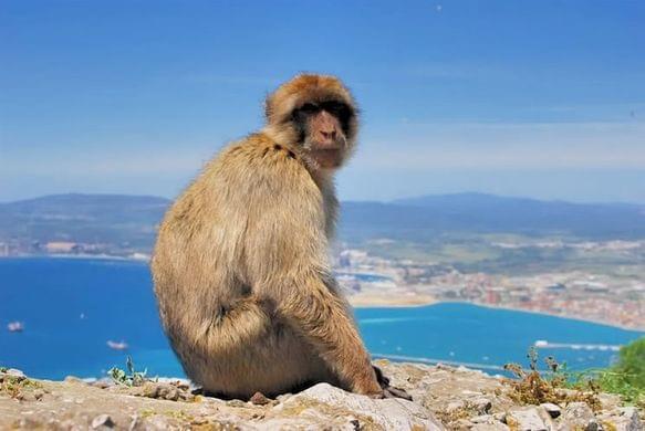 Que faire à Gibraltar - Voir les singes Que faire à Gibraltar - Voir les singes