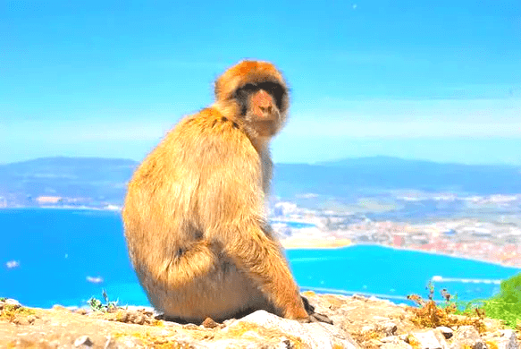 What to do in Gibraltar? See the apes What to do in Gibraltar? See the apes