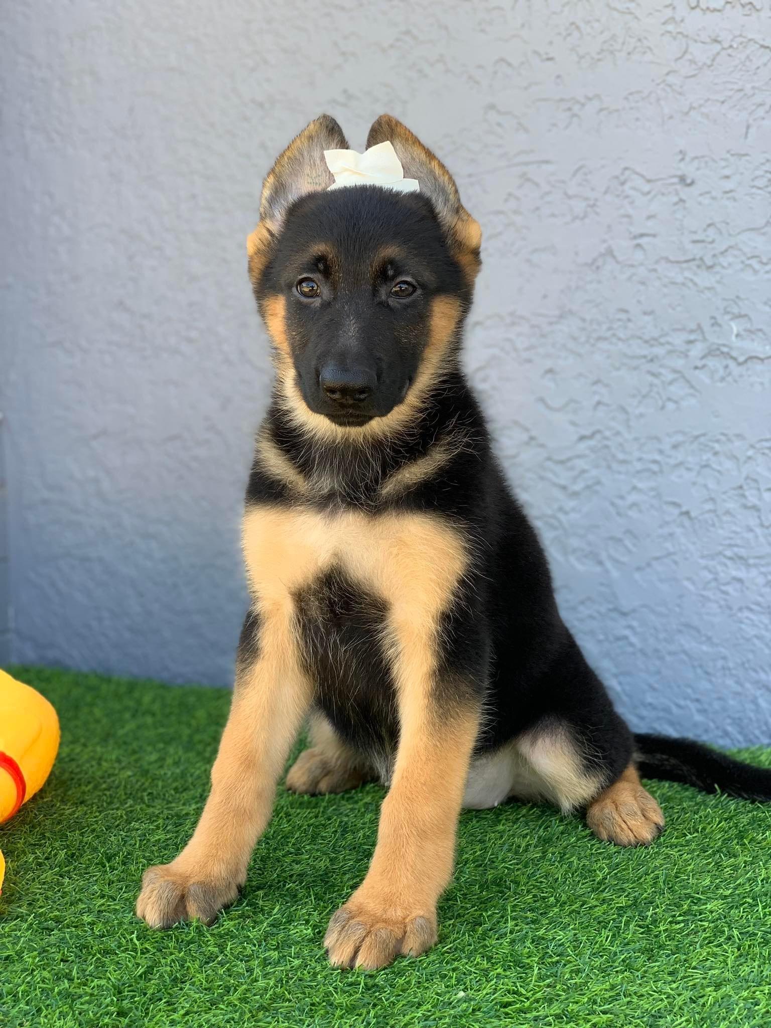 German Shepherd Thailand