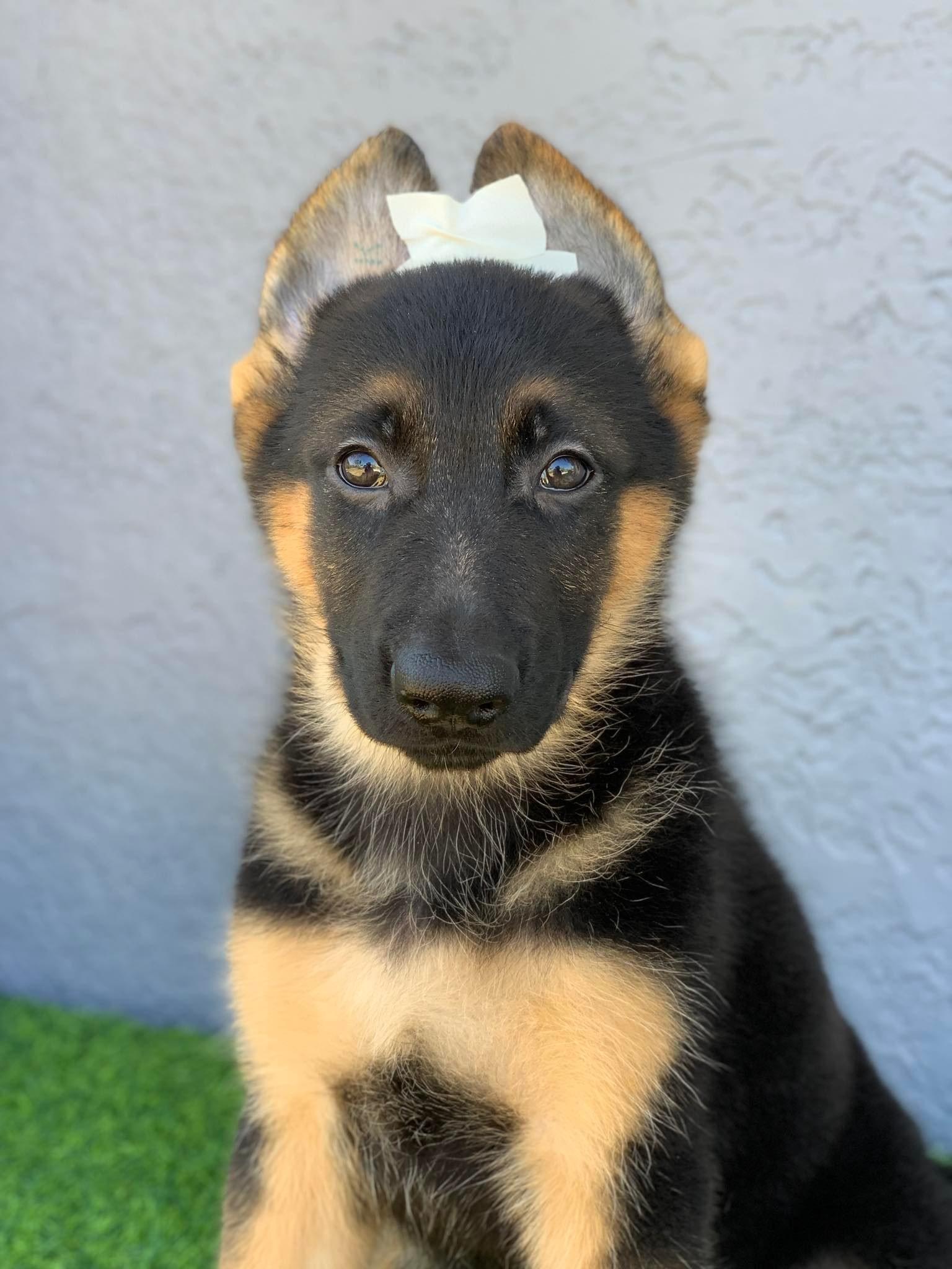 German Shepherd Thailand