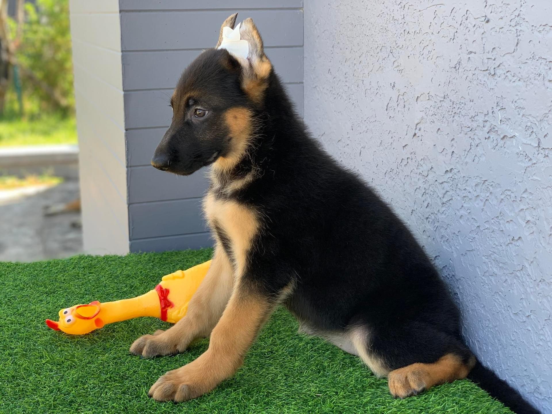 German Shepherd Thailand