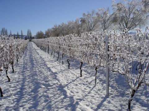 The Rayner Vineyard - Torlesse Wines The Rayner Vineyard - Torlesse Wines