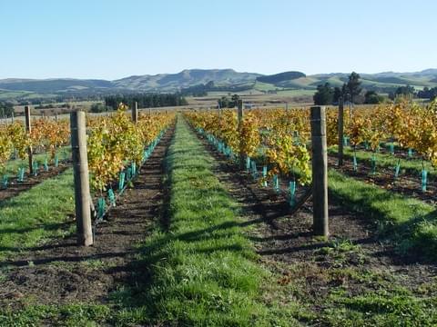 Waipara Fields Vineyard - Torlesse Wines Waipara Fields Vineyard - Torlesse Wines