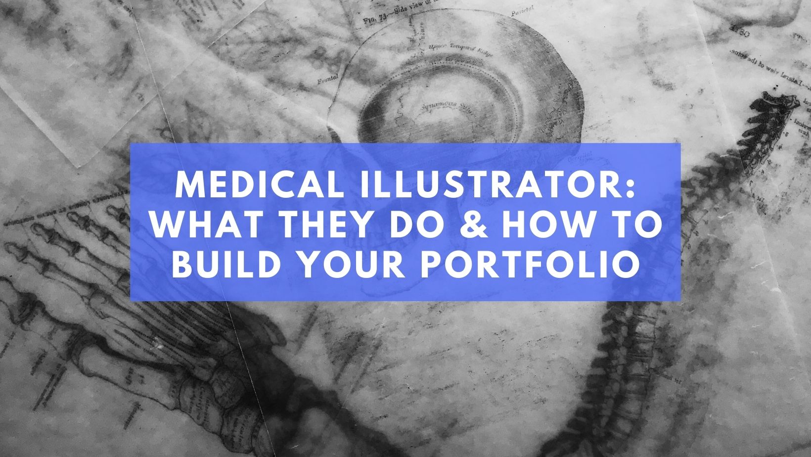 Medical Illustrator What They Do & How to Build Your Portfolio