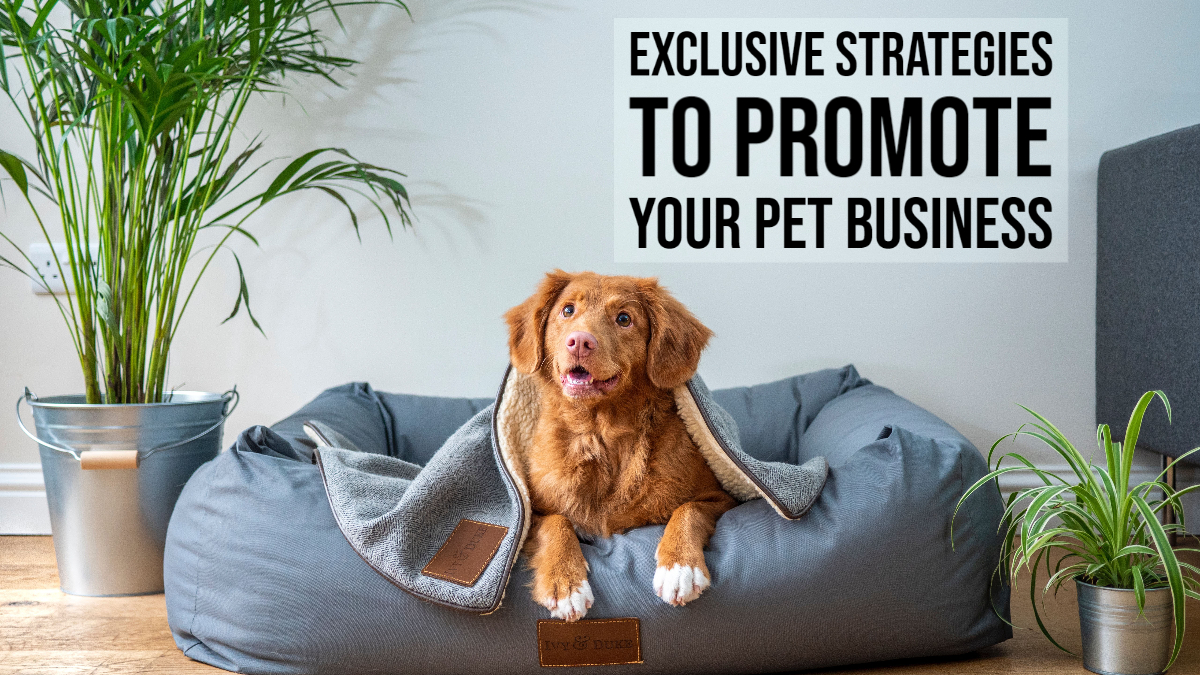 Exclusive Strategies to Promote Your Pet Business Building Your