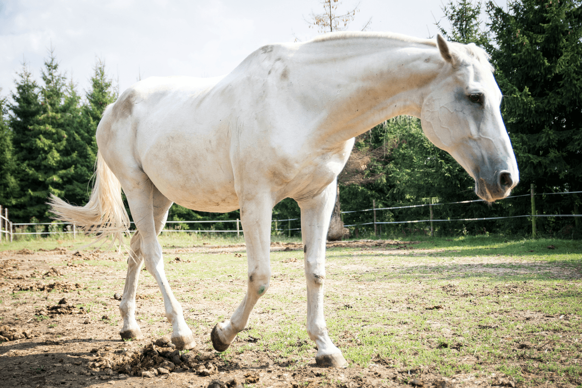 Discover the benefits of using Ule Hoof Oil for strong and resilient hooves Enhance Your Horse's Hoof Health Ule Hoof Oil is a Oil for horses hooves