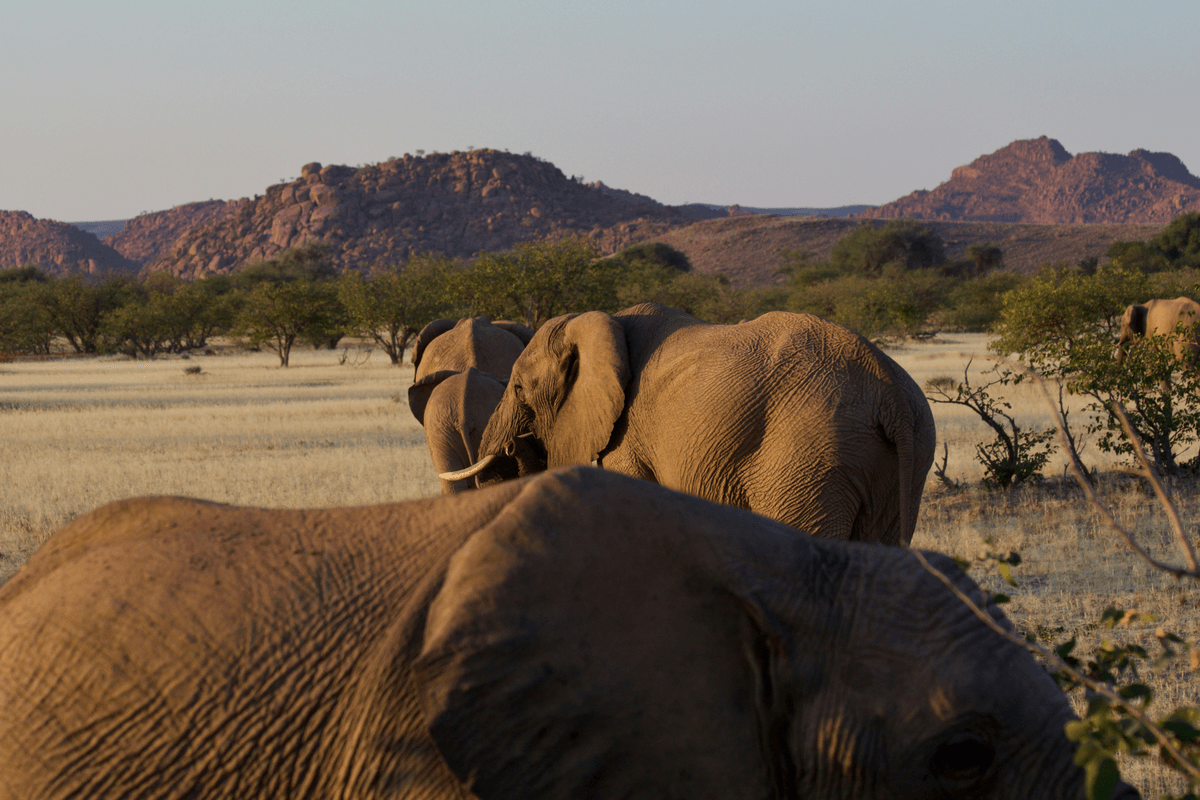 Experience the Majesty of Africa African Elephant Tours and Safaris is an African safari offering a full service for safaris and Mountain climbing expeditions, and beach holidays throughout Africa