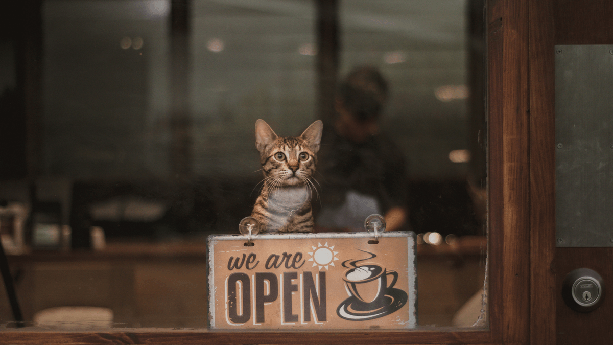 Join us, relax with cute cats, and enjoy a unique cat cafe experience. Enjoying wonderful time with cats in the cat cafe Cat coffee shop, play with cats, relax mood