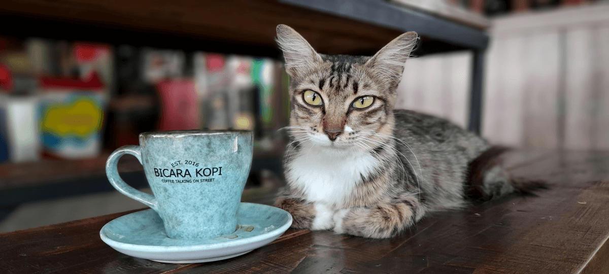 Spend wonderful time with cats Cat coffee shop, play with cats, relax mood