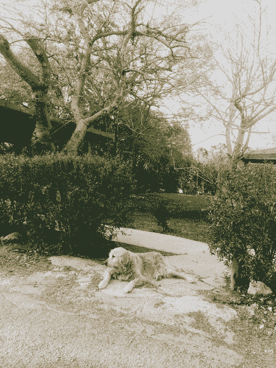 Section image