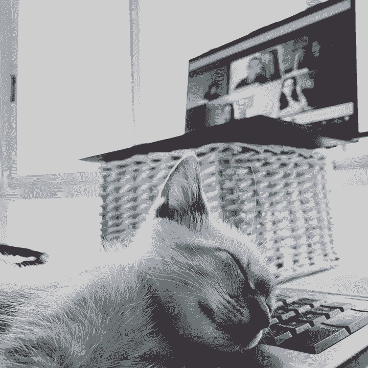 Our professional team will ensure the health and safety of every cat, and provide the best cat care, allowing you to enjoy without worries. professional team Our service Cat coffee shop, play with cats, relax mood