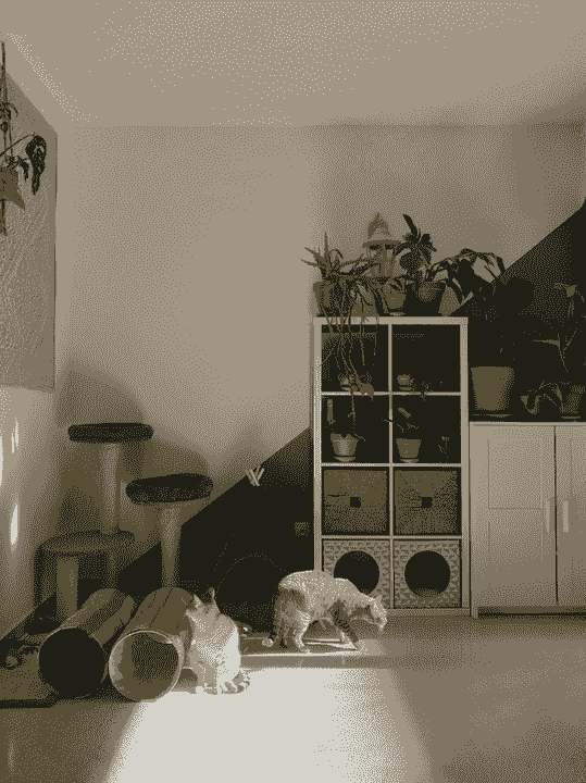 Enjoy the tranquil environment, let the cat's companionship help you relieve stress. relax mood Our service Cat coffee shop, play with cats, relax mood