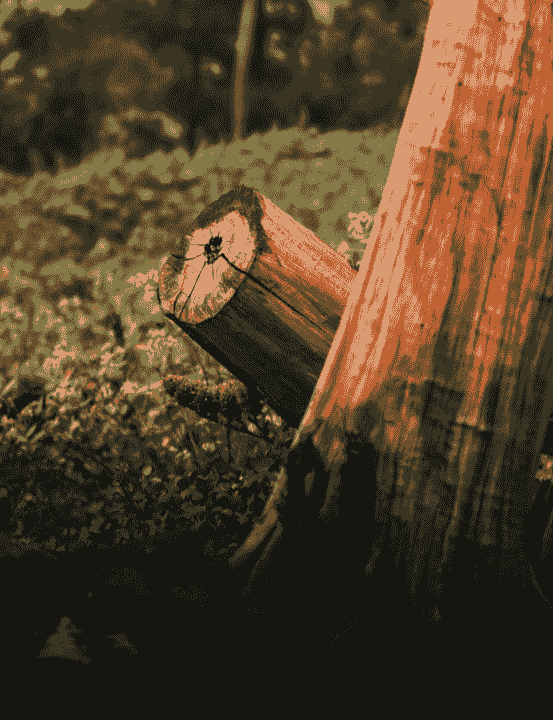 Expert Stump Grinding Traverse City