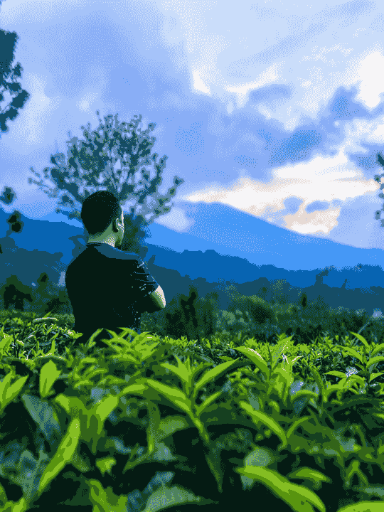 北得拉曼烏龍紅茶