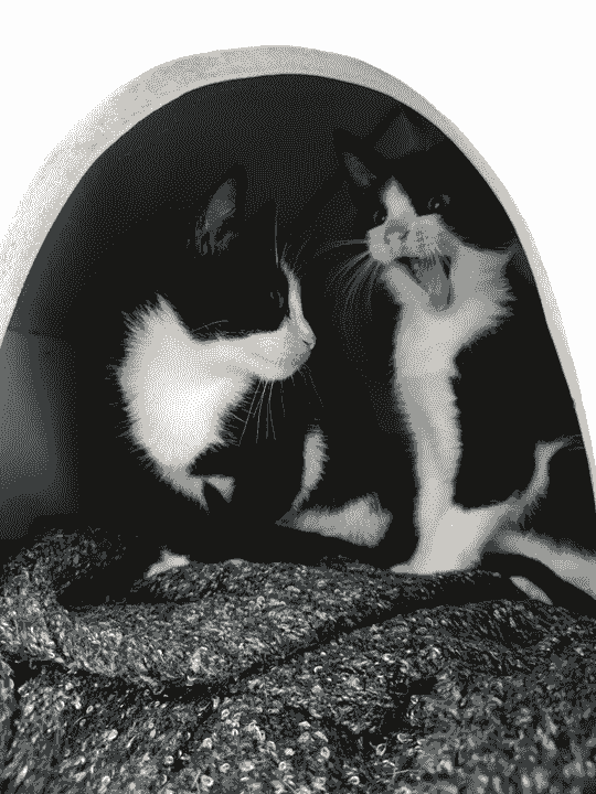 Here, you can interact with lovely cats, enhancing each other's feelings. play with cat Our service Cat coffee shop, play with cats, relax mood