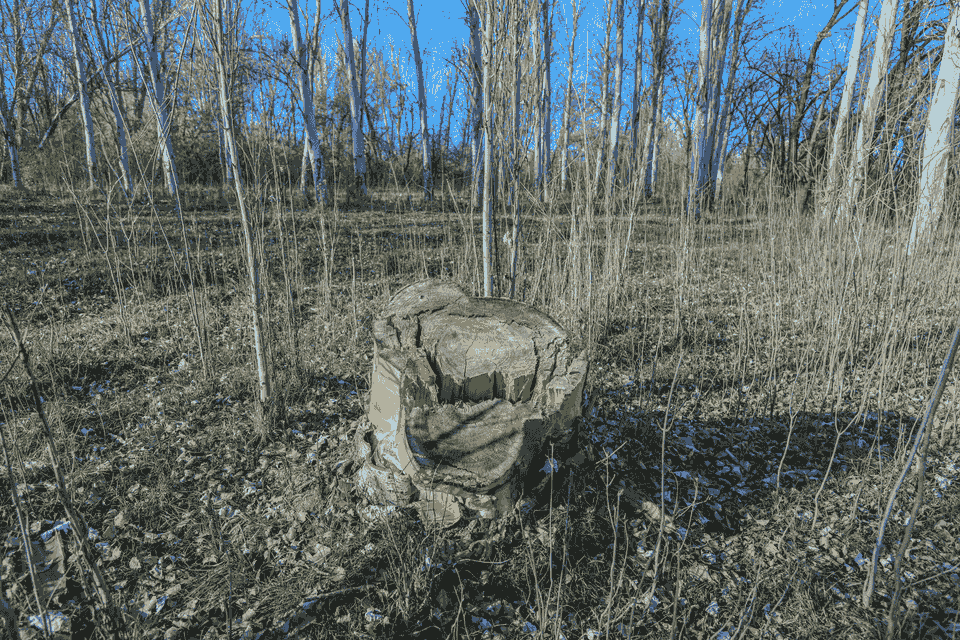 Section image