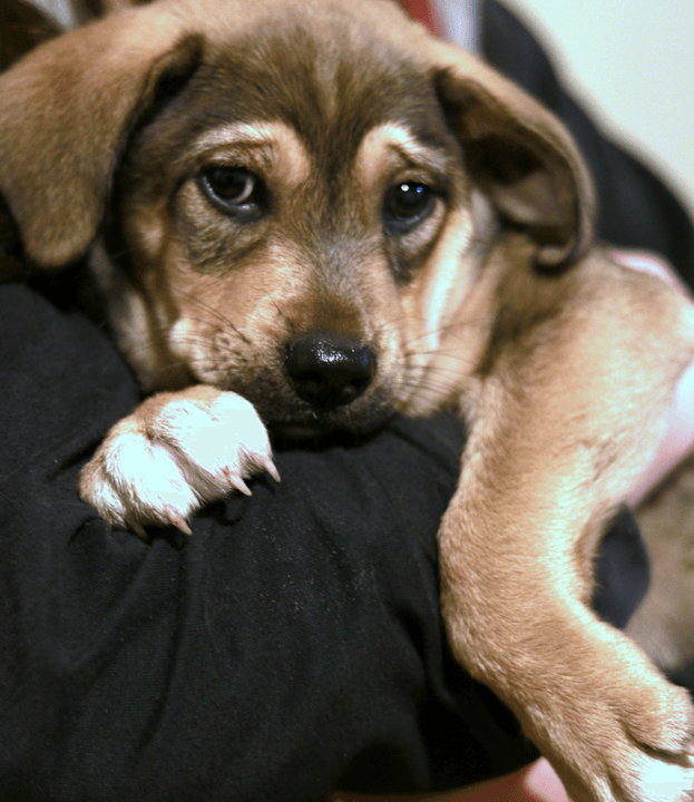 Our streamlined adoption process ensures that every pet finds a loving forever home. We guide you through each step to make the journey enjoyable and fulfilling. Adoption Process Our Mission Connect furbabies to forever homes