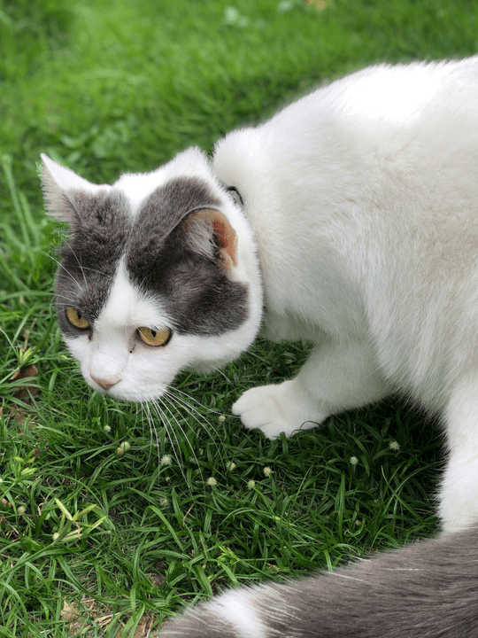 Our professional beauticians provide a full range of pet grooming services, keeping your dogs and cats in their most beautiful state and boosting their confidence. Professional beauty Our professional service British Shorthair cats, Manx short-legged cats breeding, pet grooming and dog and cat pet supplies.