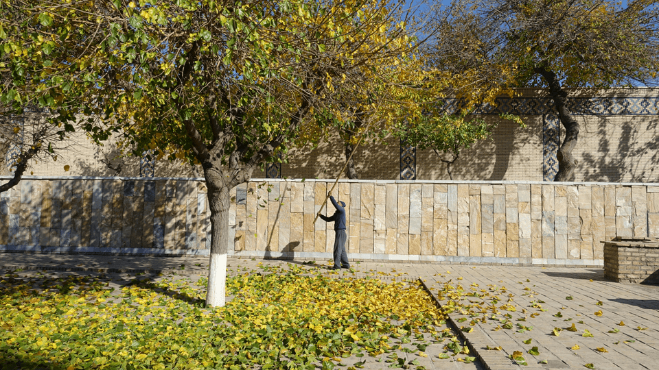 Tree trimming service in Waukesha county wi