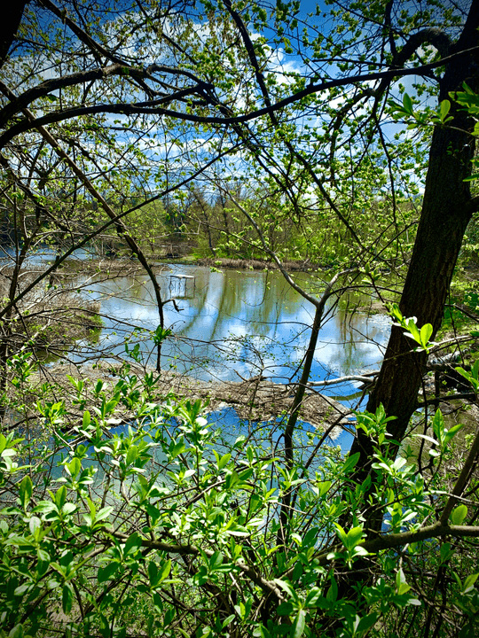 Section image