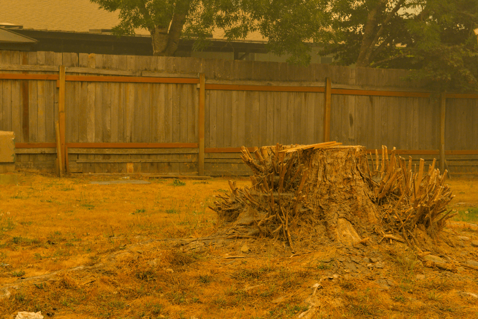 Backyard stump removal Northern Michigan