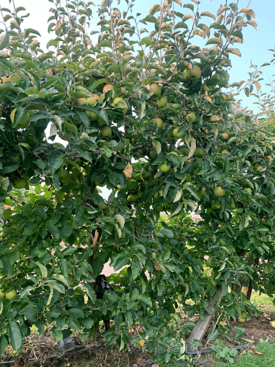 Section image