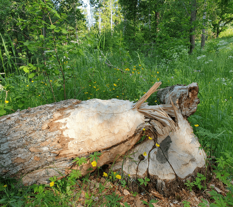 Stump Removal Experts Traverse City