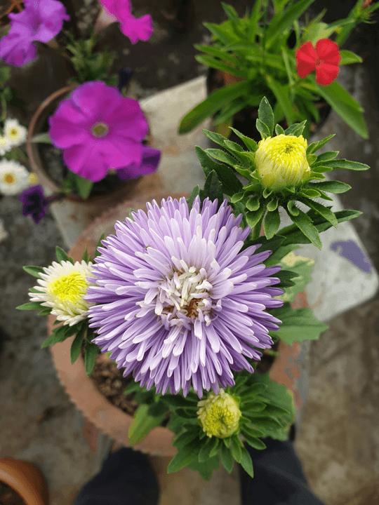 Section image