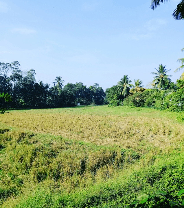 At MAYODE GROUP, we prioritize sustainable farming practices that not only yield high-quality rice but also protect the environment. Our cultivation methods focus on soil health, water conservation, and biodiversity, ensuring that we leave a healthier planet for future generations. Sustainable Cultivation What We Do MAYODE GROUP is a rice agriculture company in Madibira, Mbarali - Mbeya, both cultivating our own crops sustainably and directly sourcing rice from local farmers at fair prices fostering economic empowerment.