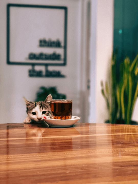 Play with cute cats and enjoy a relaxed and carefree moment. cat interaction Our service Cat coffee shop, play with cats, relax mood