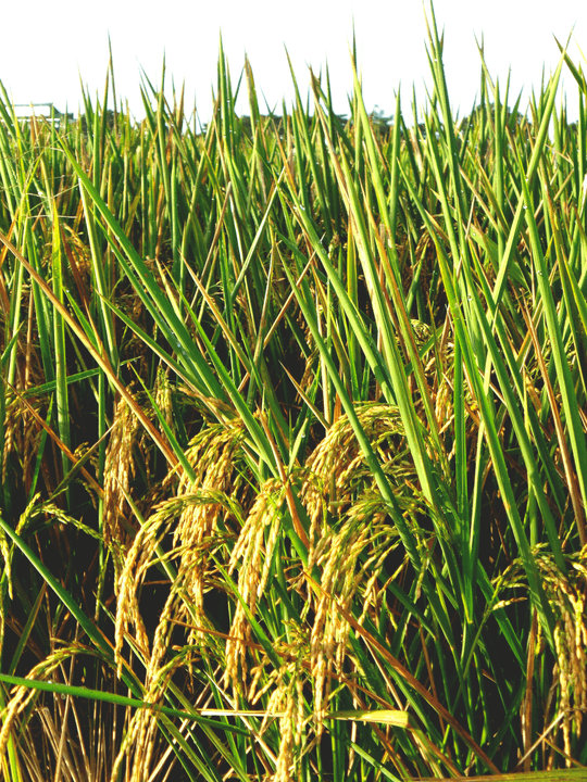 Our rigorous quality control measures ensure that every grain of rice meets the highest standards. From planting to harvesting and processing, we maintain strict oversight to deliver only the best products to our customers. Quality Assurance What We Do MAYODE GROUP is a rice agriculture company in Madibira, Mbarali - Mbeya, both cultivating our own crops sustainably and directly sourcing rice from local farmers at fair prices fostering economic empowerment.