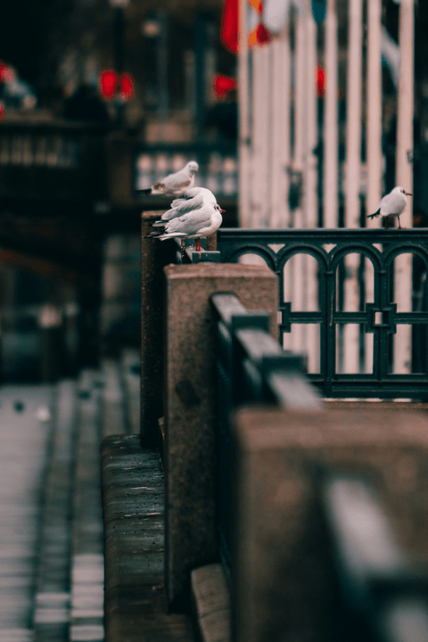 Abdullah Al-Saeed "The pigeon repellent installation service from Gulf Eagle Company was excellent, as they helped me get rid of the pigeon problem effectively and quickly." Our team has helped over 300 clients successfully install pigeon repellent systems in Dammam and Eastern Province. Pigeon repellent installation company in Dammam and Eastern Province